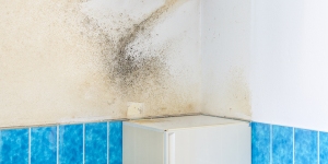 Mold Removal Suffolk